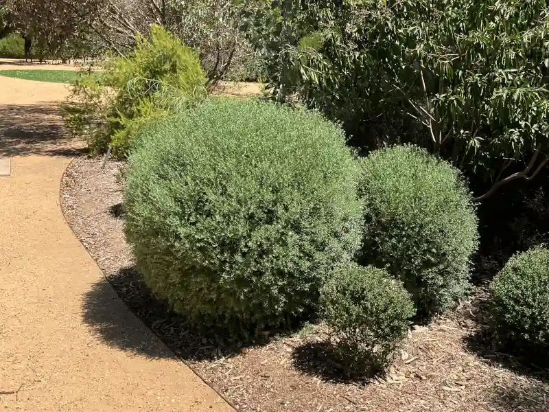 Australian native garden ideas