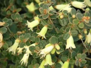 Australian native plants for dry shade