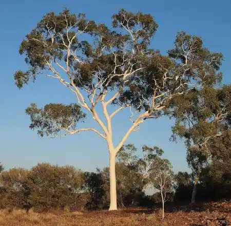 Corymbia aparrerinja (Ghost Gum)
