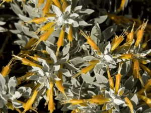 Australian native border plants