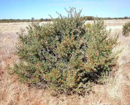 Eremophila maculata (Spotted Emu Bush)