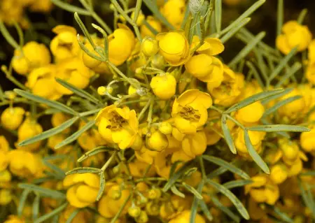 Senna artemisioides subsp. zygophylla