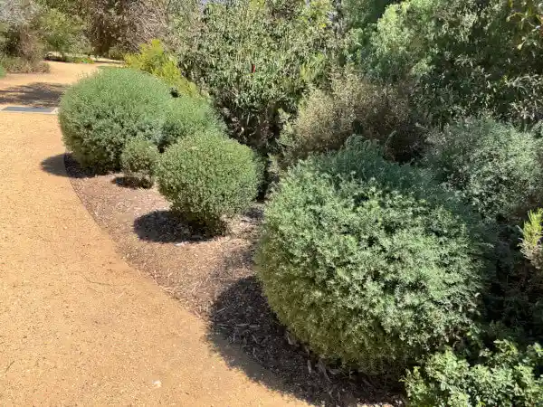 clipped westringia along the path