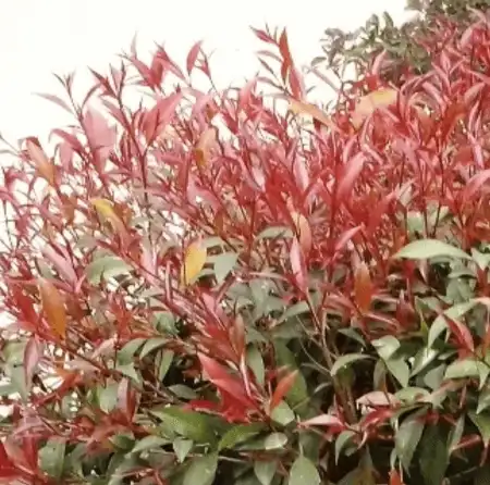 Acmena smithii 'Pencil Red' new growth