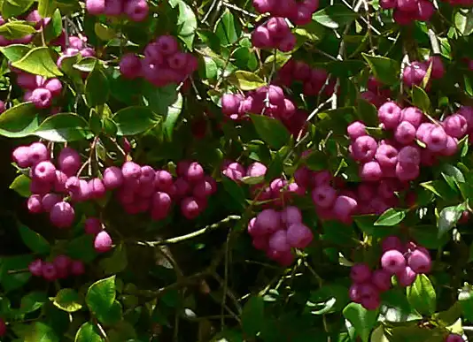 Acmena smithii fruit
