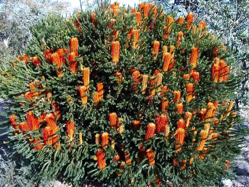 thumbnail image 2 of RARE Banksia Ericifolia 'Little Eric' Fireworks Tree Seeds - Dwarf Heath-Leaved Banksia 2 of 4