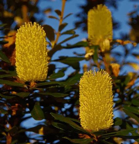 Banksia integrifolia (Coast Banksia) blossoms