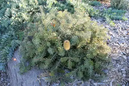 Banksia marginata 'Mini Marg'