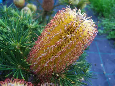 Banksia spinulosa (Hairpin Banksia) flower