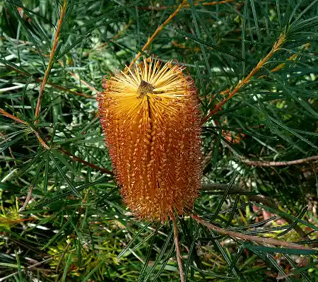 Banksia spinulosa bloom