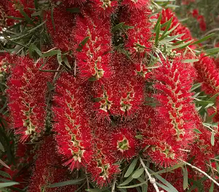 Callistemon viminalis blossoms
