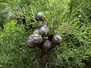 Callitris canescens (Scrubby Cypress Pine)