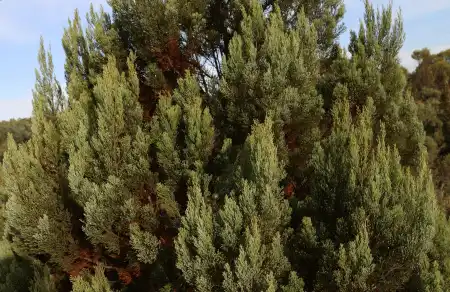 Callitris canescens (Scrubby Cypress Pine) foliage