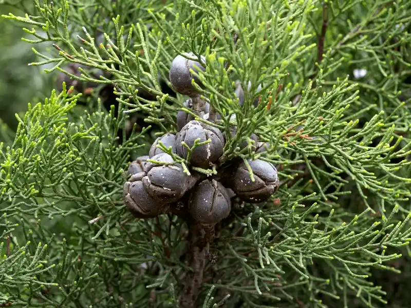Callitris canescens (Scrubby Cypress Pine)