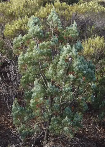 Callitris canescens junior tree form