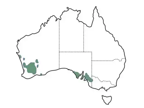 Callitris canescens main distribution