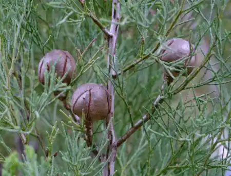 Callitris canescens seed cones and foliage
