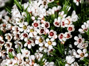 Australian native screening plants