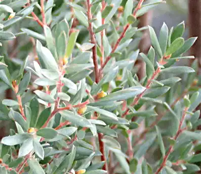 Leptospermum lanigerum (Wolly Teatree) foliage