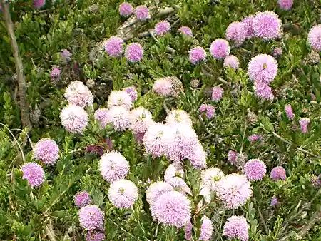 Melaleuca nesophila blossoms