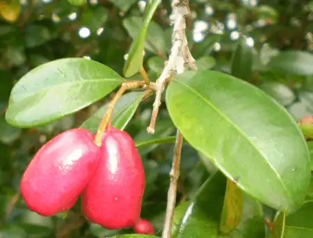 Syzygium australe fruit