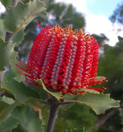 Banksia coccinea (Scarlet Banksia)