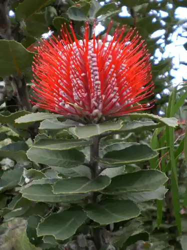 Banksia coccinea (Scarlet Banksia) in full bloom