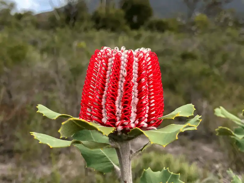 Banksia coccinea (Scarlet Banksia)