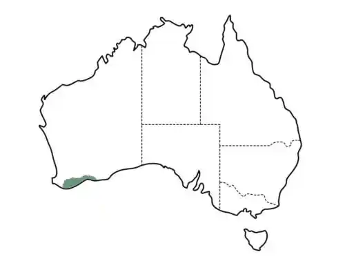 Banksia coccinea origin