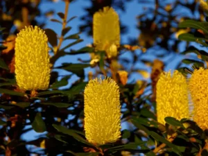 Banksia integrifolia (Coast Banksia)