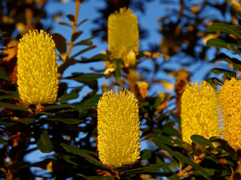 Banksia integrifolia (Coast Banksia)