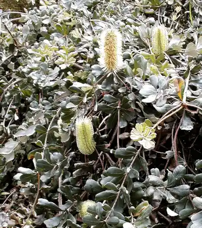 Banksia integrifolia 'Roller Coaster'