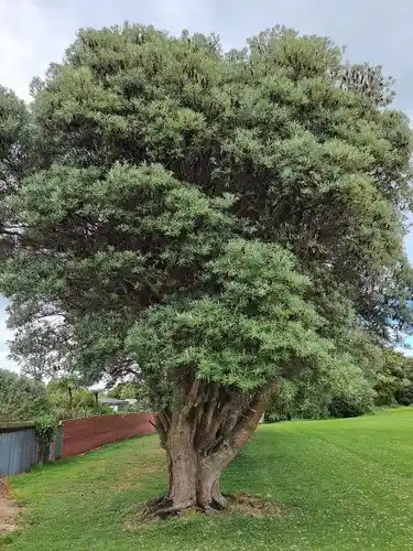 Banksia integrifolia at maturity