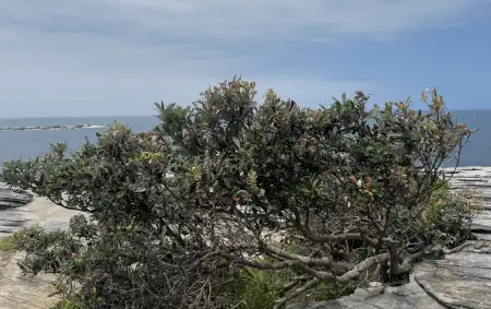 Banksia integrifolia coastal form