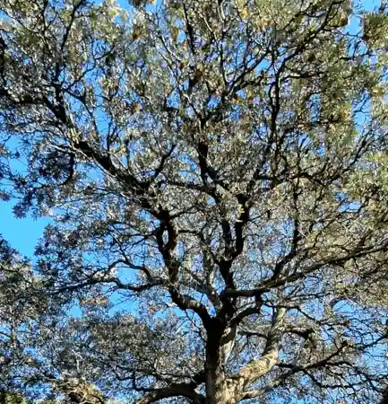 Banksia integrifolia gnarled branches