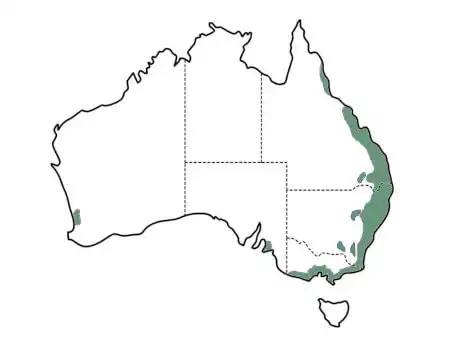 Banksia integrifolia main distribution