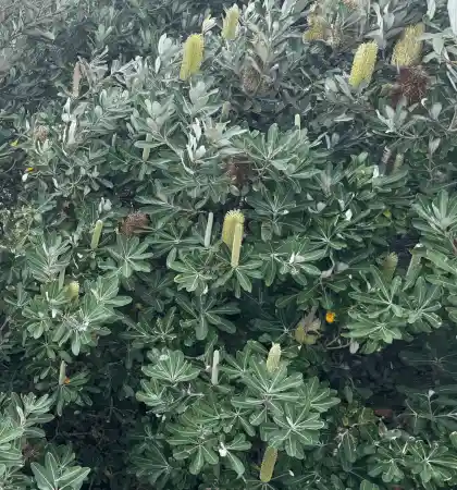 Banksia integrifolia shrubby growth