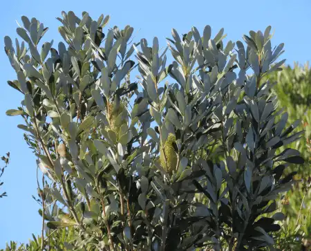 Banksia integrifolia silvery white backed foliage