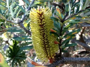 Banksia marginata 'Mallacoota Dwarf'
