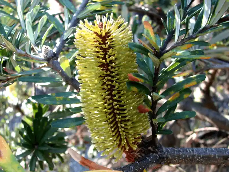 Banksia marginata 'Mallacoota Dwarf'