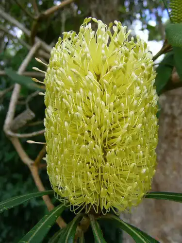 Banksia marginata (Silver Banksia) bloom