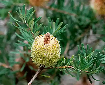 Banksia marginata bloom and foliage
