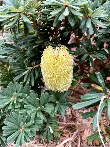 Banksia marginata bloom and toothed foliage