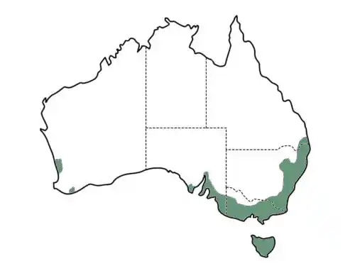Banksia marginata main distribution