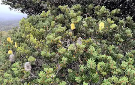 Banksia marginata shrub form