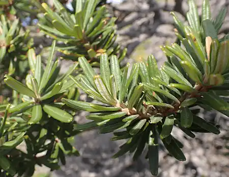 Banksia marginata smooth foliage edge form
