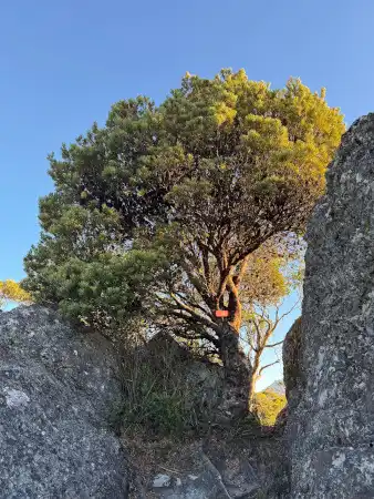 Banksia marginata tree form