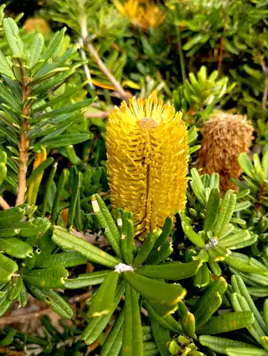 Banksia marginata