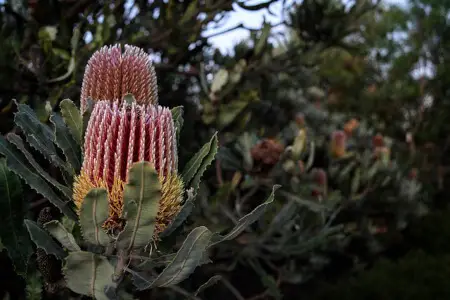 Banksia menziesii (Firewood Banksia) blooms