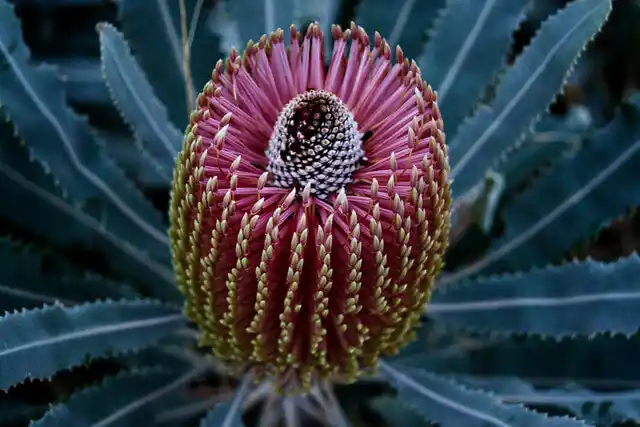 Banksia menziesii bloom closeup